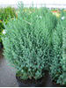 Juniperus chinensis Stricta