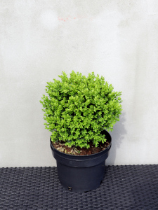 Buxus sempervirens Suffruticosa