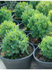 Buxus sempervirens Suffruticosa