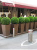 Buxus sempervirens Suffruticosa