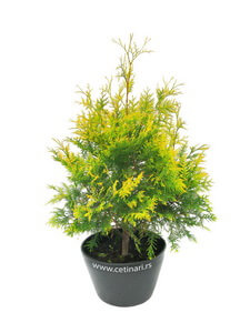 Thuja occidentalis Sunkist