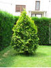 Thuja occidentalis Sunkist