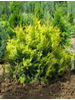 Thuja occidentalis Sunkist
