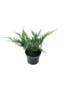 Juniperus sabina Tamariscifolia