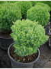 Thuja occidentalis Teddy