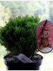 Thuja occidentalis Teddy