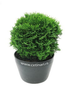 Thuja occidentalis Tiny Tim