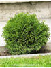 Thuja occidentalis Tiny Tim