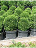 Thuja occidentalis Tiny Tim