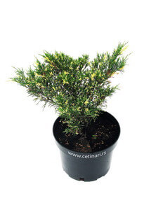 Juniperus sabina Albovariegata