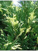 Juniperus sabina Albovariegata