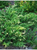 Juniperus sabina Albovariegata