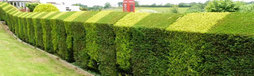 Rasadnik Jalovik - Uređenje dvorišta